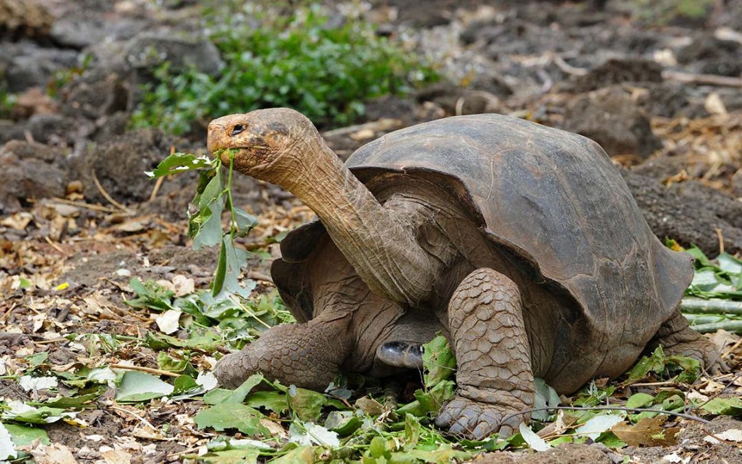 Giant Tortoise